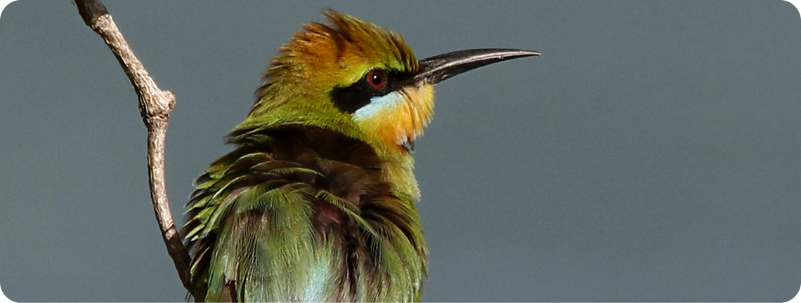 birdwatching.png