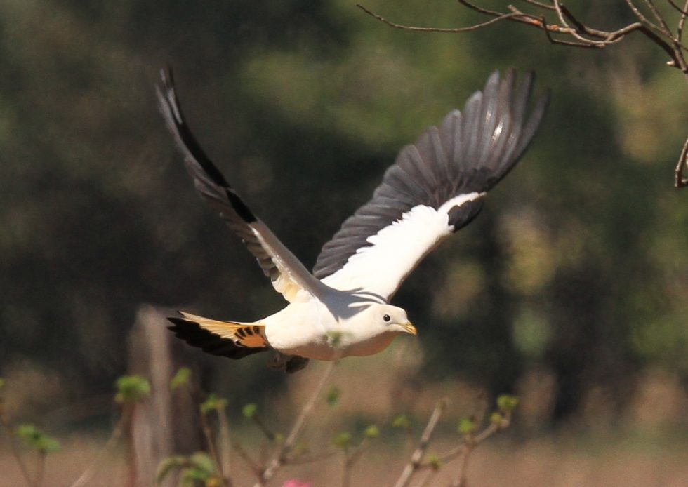 TYTO-Wetlands-Pied-Imperial-pigeon-BC-980x694.jpg