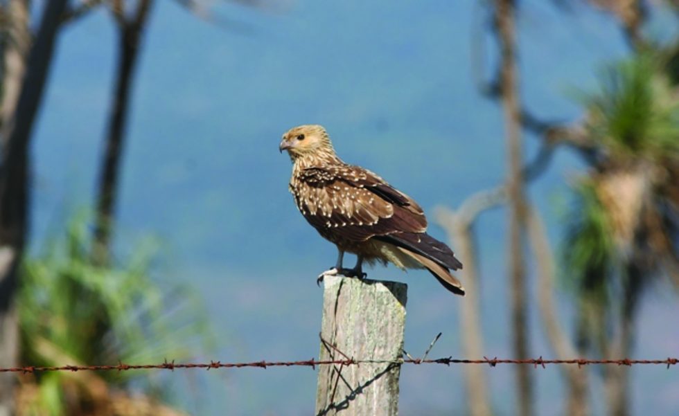 TYTO-Wetlands-Whistling-Kite-TA-980x601.jpg